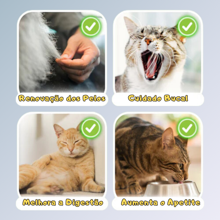Bastões de Grama Comestíveis para Gatos