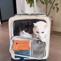 Mala de Transporte Premium para Gatos