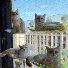 Cama Suspensa com Ventosa para Gatos