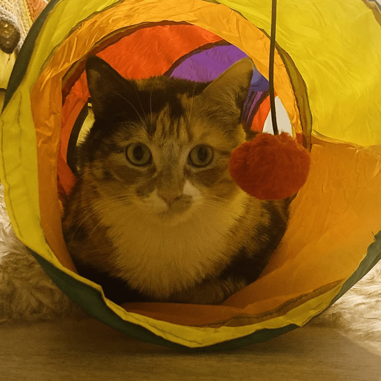 Túnel Dobrável para Gatos Smart Casas