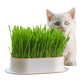 Prato Cultivador de Grama Hidropônica para Gatos Smart Pet Shop