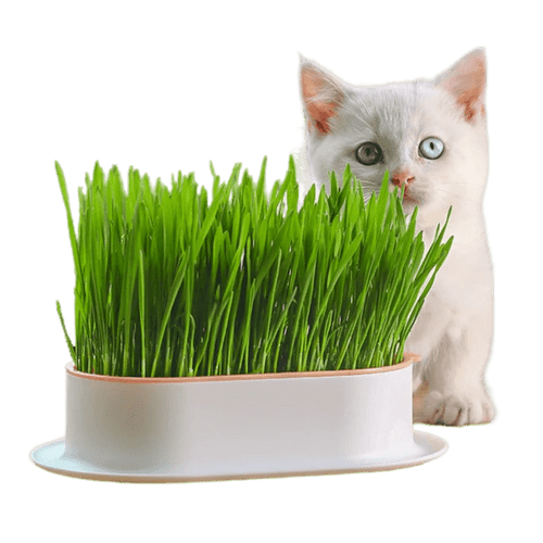 Prato Cultivador de Grama Hidropônica para Gatos Smart Pet Shop