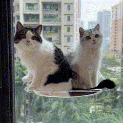 Cama Suspensa com Ventosa para Gatos